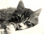 الصورة الرمزية Tootii