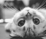   Nouf_AH