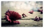   s.a.abdulah