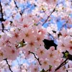   Rawan9
