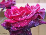   violet-rose