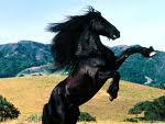   SULIEMAN