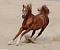   Fahad_15